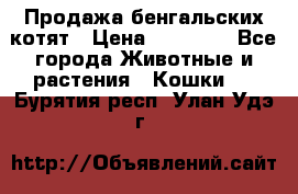 Продажа бенгальских котят › Цена ­ 20 000 - Все города Животные и растения » Кошки   . Бурятия респ.,Улан-Удэ г.